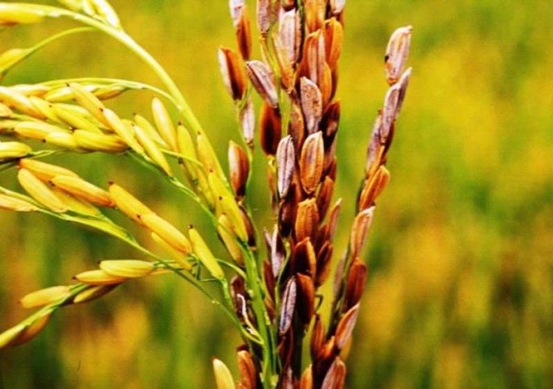 USO DE SEMILLA CERTIFICADA DE ARROZ EVITA PROPAGACIÓN DE AÑUBLO BACTERIAL