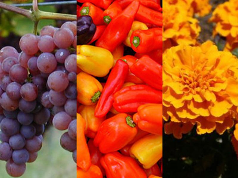 UVA, CAPSICUMS Y MARIGOLD COMBATIRÍAN NEMATODOS EN DIVERSOS CULTIVOS 