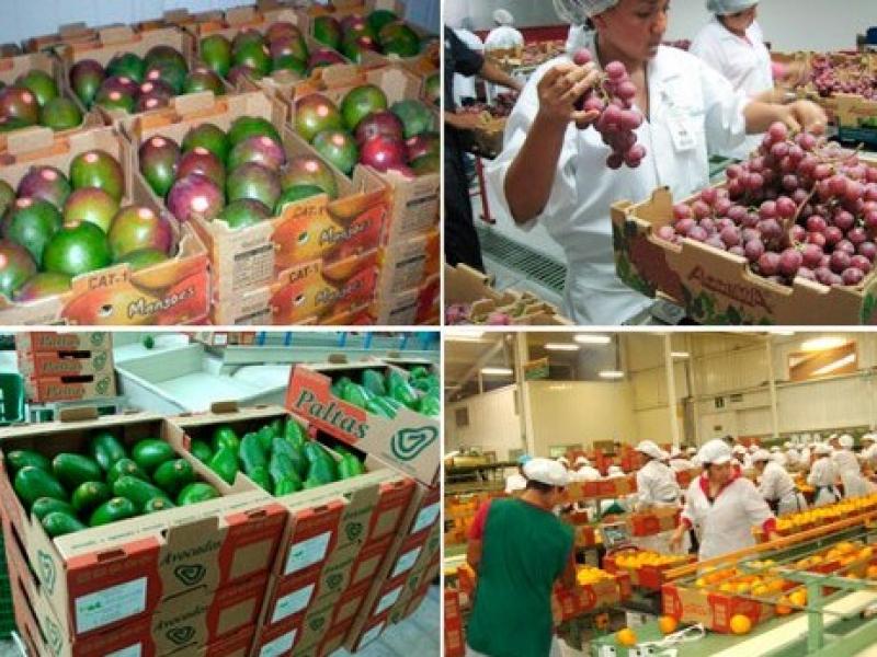 UVAS, MANGOS Y PALTAS  DE LAMBAYEQUE INGRESARÍAN A MARRUECOS