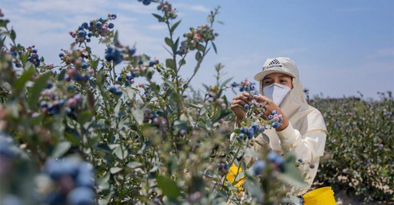 Valor bruto de la producción agropecuaria se redujo 2.9 % durante el 2023