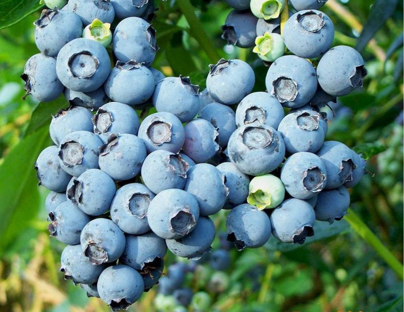 VARIEDAD BILOXI SIGUE SIENDO LA FAVORITA EN EL MERCADO DE EXPORTACIÓN DE ARANDANOS