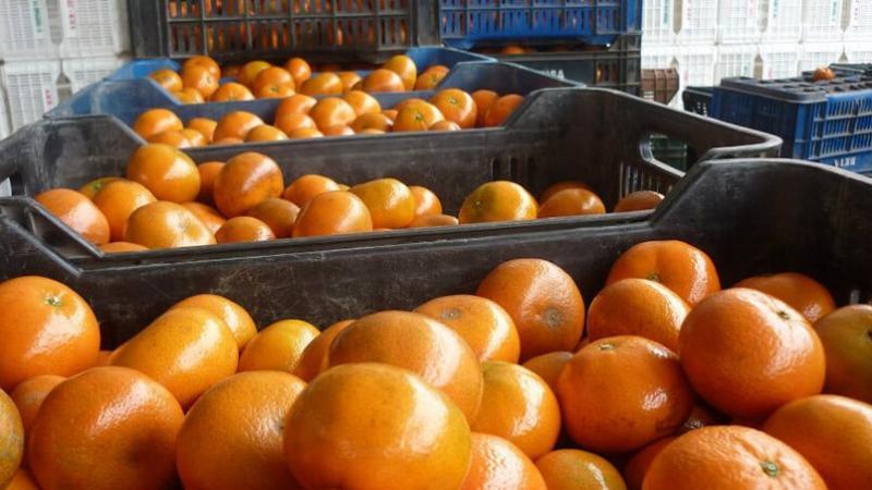 Variedades tardías de mandarina experimentan un fuerte crecimiento en el Perú