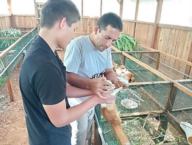 Venta de cuyes se duplica en la provincia de Rodríguez de Mendoza