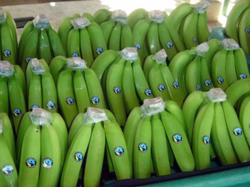 VENTA DE PRODUCTOS ORGÁNICOS EN ALEMANIA ASCIENDE A US$ 9 MIL MILLONES