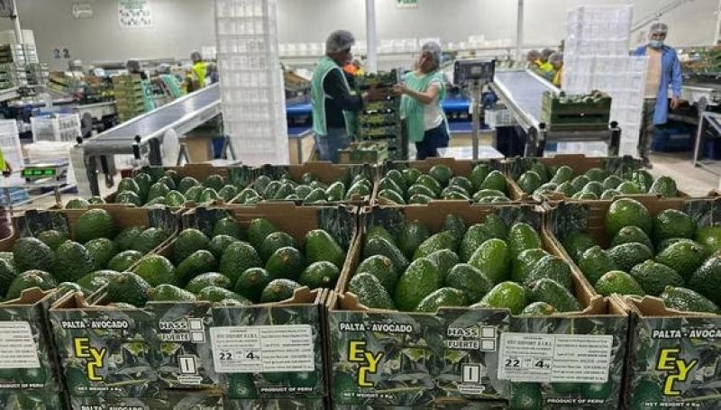 Verdeflor prevé retomar la exportación de palta Hass