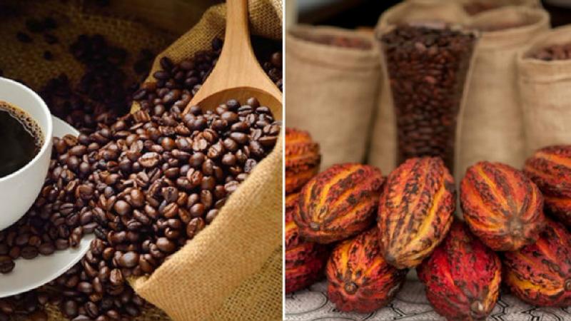 Volumen de exportación de café grano verde este año será similar a 2019, pero valor aumentará