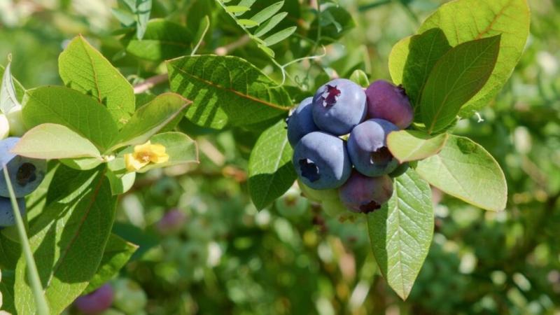 Volúmenes de arándanos peruanos hacen bajar los precios en Estados Unidos