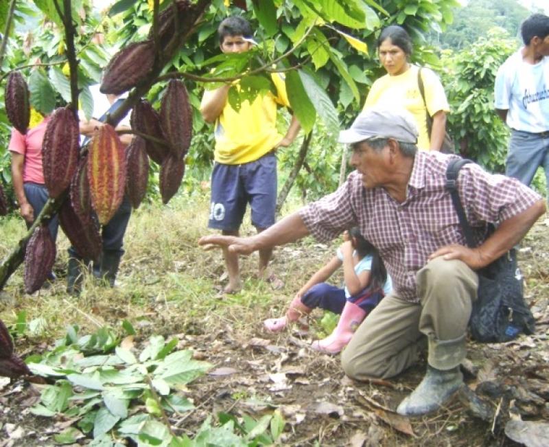 VRAEM: REUNIÓN MULTISECTORIAL ANALIZARÁ PROBLEMAS DE PRODUCTORES DE CAFÉ Y CACAO