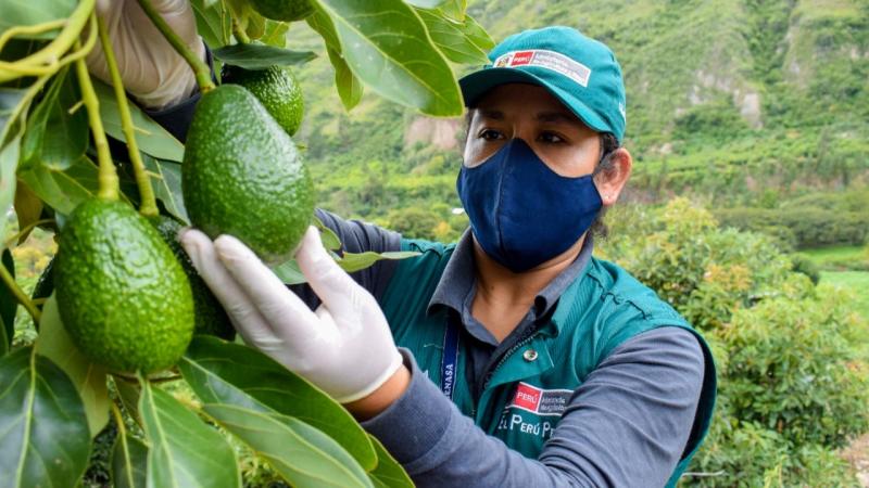 Westfalia, Corporación Agrolatina y Agrícola Pampa Baja entre las principales exportadoras de paltas peruanas a la semana 20 de la actual campaña