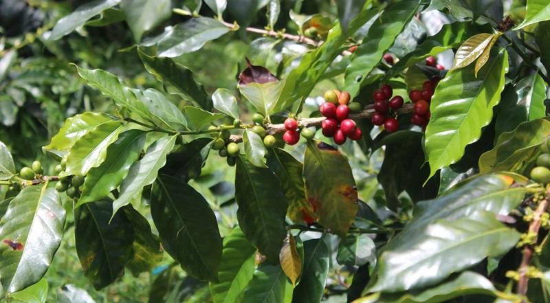 World Coffee Research apoya a ocho organizaciones peruanas con establecimiento de 10 nuevos lotes de semillas de café de alto rendimiento