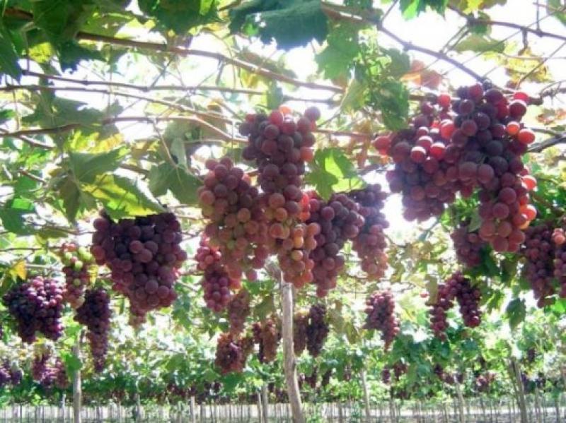 ZONAS DE CULTIVO DE UVAS VINERAS SE PERDERÍAN EN 2050