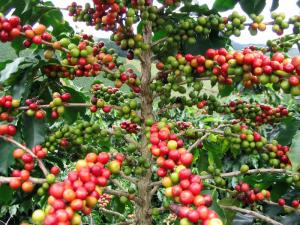 BUENAS PRÁCTICAS A CAFETALEROS Y CACAOTEROS DEL VRAE