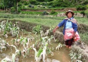 “95% DE PRODUCCIÓN DE MELOCOTÓN AFECTADOS POR LLUVIAS”