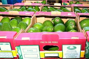 “CAÍDA DE PRECIO DE PALTA NACIONAL EN EUROPA SE DEBE A OFERTA SUDAFRICANA”