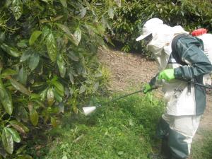 “IMPORTAR PLAGUICIDAS SIN REGISTROS AFECTA LA SALUD Y AMBIENTE”