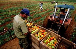 40% DE LOS CAMPESINOS REINTEGRADOS A LA PREDA NO PUEDEN FINANCIAR DEUDAS