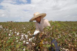 50% DE LAS COSECHAS DE ALGODÓN EN EL BAJO PIURA SUFRIERON DAÑOS