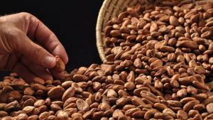 50% DE PRODUCCIÓN PERUANA DE CACAO EN GRANO SE CONSUME EN MERCADO INTERNO