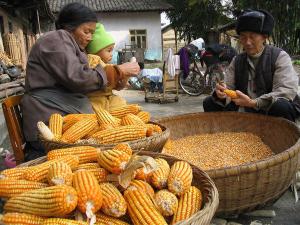 50 MILLONES DE HABITANTES DE AMÉRICA LATINA SUFREN DE MALNUTRICIÓN