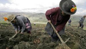 68% DE LOS PRODUCTORES AGROPECUARIOS HABLA CASTELLANO Y 26%, QUECHUA