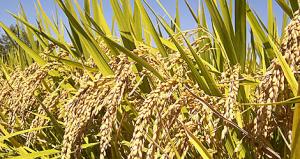 800 TM DE ARROZ SE DEJARÍAN DE PRODUCIR EN ESTA CAMPAÑA