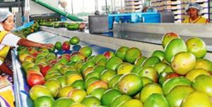 A la fecha se han exportado 2.360 toneladas de mango fresco