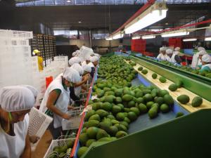 ACCESO DE PALTA A CHINA GENERARÁ MAYOR PRODUCCIÓN Y EMPLEO