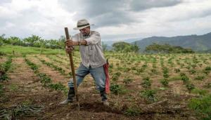 Actividad agropecuaria se posicionó como el segundo sector menos dinámico en el primer semestre del año