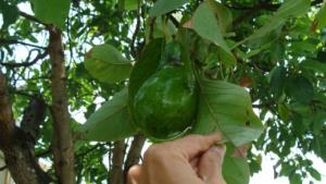 ADECUADO MANEJO DE CANOPIA EN PALTOS AUMENTA PRODUCTIVIDAD