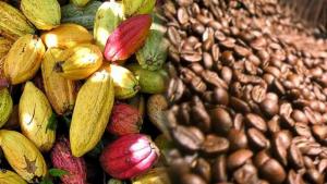ADEX realiza hoy el Primer Foro de Comercio del Cacao y Café