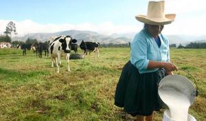 Agalep: Acopio industrial de leche fresca se ha desincentivado en los últimos 10 años