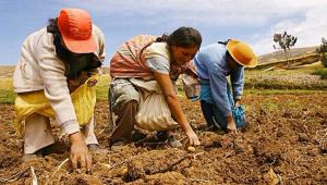 AGAP: agricultura peruana necesita políticas públicas promotoras y adecuadas a su realidad, debido a su carácter estratégico y esencial para todos los peruanos