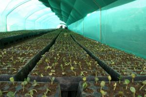 AGENCIA AGRARIA CAJABAMBA INSTALA VIVERO FORESTAL Y FRUTÍCOLA