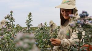 Agrícola Cerro Prieto proyecta exportar alrededor de 20 mil toneladas de arándanos frescos en la campaña 2022/2023