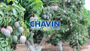 Agrícola y Ganadera Chavín de Huantar planea duplicar capacidad de sus plantas