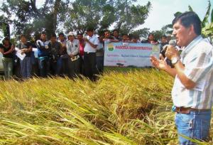 AGRICULTOR OBTUVO 13 MIL KILOS DE ARROZ POR HECTÁREA