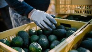 Agricultores australianos destruyen aguacates ante cosechas récord y desplome de precios