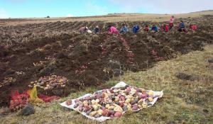 Agricultura Climáticamente Inteligente y Pequeños Productores