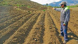 Agro Rural inició rehabilitación de 118 hectáreas de andenes en Tacna