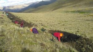 Agro Rural: manejo y recuperación de praderas implementa sistemas silvopastoriles para ampliar cobertura forestal