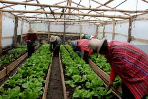 Agro Rural proyecta instalar 2.560 fitotoldos para proteger cultivos de primera necesidad en 15 regiones