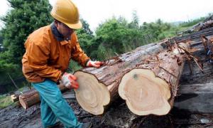 AGROBANCO DESTINARÍA S/. 20 MILLONES PARA CRÉDITOS FORESTALES 