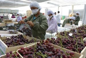 AGROEXPORTACIONES CON VALOR AGREGADO HABRÍAN CERRADO EL 2015 CON UN AUMENTO DE 8%