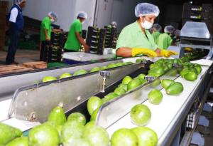 Agroexportaciones peruanas crecieron en valor 19% en los primeros 5 meses del 2021