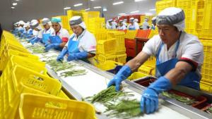 Agroexportaciones peruanas llegaron a 150 destinos en el primer trimestre del 2024