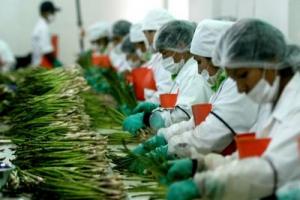 AGROEXPORTACIONES SE FAVORECERÍAN POR ALZA DE PRECIOS INTERNACIONALES