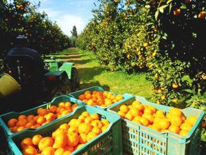 Agroexportadora argentina produciría cítricos en Perú para desarrollar rutas desde el Océano Pacífico