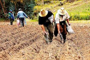 AGROIDEAS APROBÓ 50 PLANES DE NEGOCIO POR S/. 16.6 MILLONES EN 2011