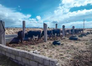 Agroideas invirtió más de S/ 1.7 millones en cofinanciamiento de mini establos