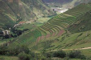 AGRORURAL APUESTA POR CULTIVOS ANDINOS PARA COMBATIR EL HAMBRE